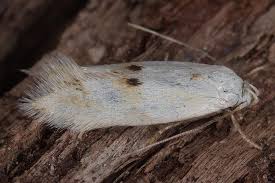 Attēlu rezultāti vaicājumam “Elachista maculicerusella”