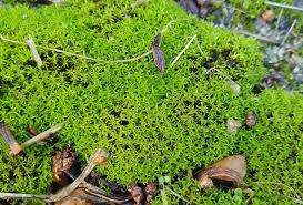 Attēlu rezultāti vaicājumam “Rhynchostegiella tenella sporophyte”