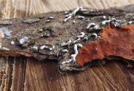 Attēlu rezultāti vaicājumam “Physarum auriscalpium sessile”