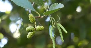 Attēlu rezultāti vaicājumam “Alnus”