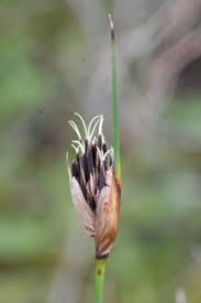 Attēlu rezultāti vaicājumam “Schoenus ferrugineus bud”
