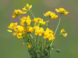 Attēlu rezultāti vaicājumam “Lotus corniculatus flower”
