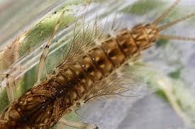 Attēlu rezultāti vaicājumam “Leptophlebia nebulosa”