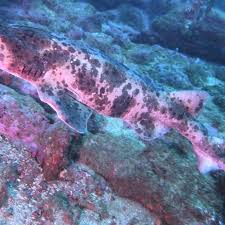 Image result for Cephaloscyllium laticeps