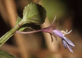 Attēlu rezultāti vaicājumam “Lobeliaceae”