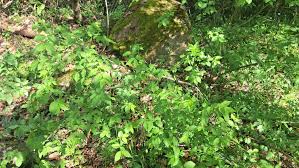 Attēlu rezultāti vaicājumam “Euonymus verrucosus”