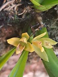 Attēlu rezultāti vaicājumam “Heterotrichia oerstedii (syn. Arcyria oerstedii) sessile”