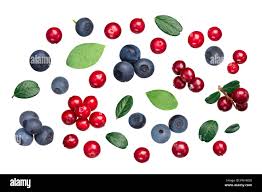 Attēlu rezultāti vaicājumam “Vaccinium vitis-idaea fruit”