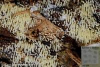 Attēlu rezultāti vaicājumam “Mucronella calva”