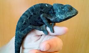 Attēlu rezultāti vaicājumam “Reptilia”