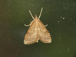 Attēlu rezultāti vaicājumam “Udea prunalis”