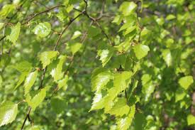 Attēlu rezultāti vaicājumam “Nymphalis polychloros upperside”