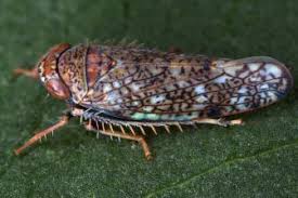 Attēlu rezultāti vaicājumam “Paramesus obtusifrons”