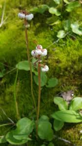 Attēlu rezultāti vaicājumam “Pyrola minor flower”