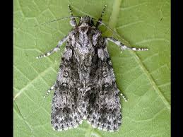 Attēlu rezultāti vaicājumam “Acronicta rumicis”