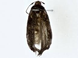 Attēlu rezultāti vaicājumam “Elachistidae”