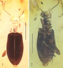 Attēlu rezultāti vaicājumam “Anthicidae”