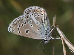 Attēlu rezultāti vaicājumam “Eumedonia eumedon”