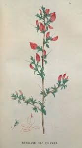 Attēlu rezultāti vaicājumam “Ononis arvensis”