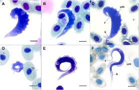 Image result for Haploblepharus pictus