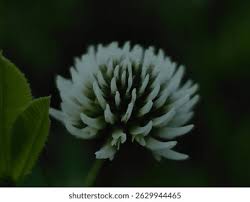 Attēlu rezultāti vaicājumam “Trifolium montanum”