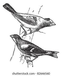 Image result for Hesperiphona vespertina