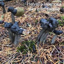 Attēlu rezultāti vaicājumam “Helvella lacunosa”