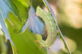 Attēlu rezultāti vaicājumam “Ptilodon capucina larva”