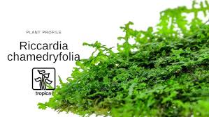 Attēlu rezultāti vaicājumam “Blepharostoma trichophyllum”