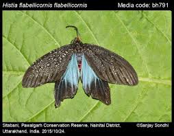 Attēlu rezultāti vaicājumam “Zygaenidae”