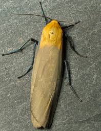 Attēlu rezultāti vaicājumam “Lithosia quadra male”