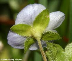 Attēlu rezultāti vaicājumam “Veronica persica fruit”