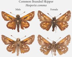 Attēlu rezultāti vaicājumam “Hesperia comma female”