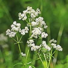 Attēlu rezultāti vaicājumam “Galium boreale fruit”