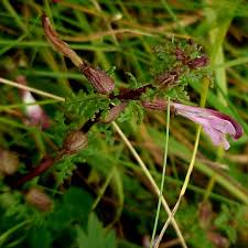 Attēlu rezultāti vaicājumam “Pedicularis palustris leaf”
