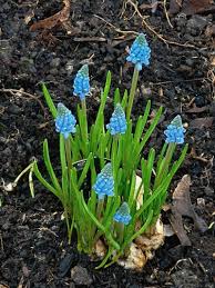 Attēlu rezultāti vaicājumam “Muscari botryoides flower”
