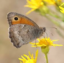 Attēlu rezultāti vaicājumam “Hyponephele lycaon male”