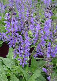 Image result for Salvia pratensis `Rose Rhapsody