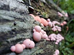 Attēlu rezultāti vaicājumam “Lycogala melleum young”