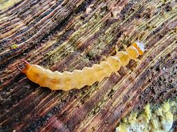 Attēlu rezultāti vaicājumam “Schizotus pectinicornis”