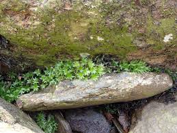 Attēlu rezultāti vaicājumam “Atrichum flavisetum”