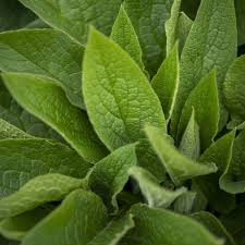 Attēlu rezultāti vaicājumam “Symphytum officinale leaf”