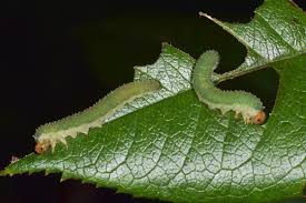 Attēlu rezultāti vaicājumam “Allantus cinctus”