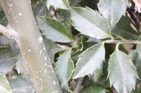 Attēlu rezultāti vaicājumam “Ilex x meserveae”