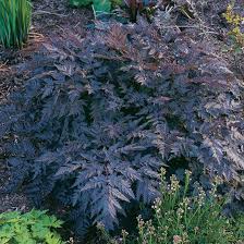 Attēlu rezultāti vaicājumam “Anthriscus”