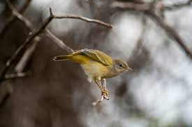 Image result for Dendroica petechia