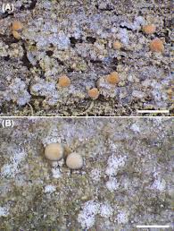 Attēlu rezultāti vaicājumam “Bacidia subincompta”