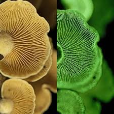 Attēlu rezultāti vaicājumam “Panellus stipticus”