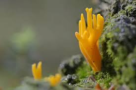 Attēlu rezultāti vaicājumam “Calocera viscosa”