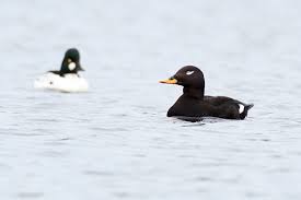 Attēlu rezultāti vaicājumam “Melanitta fusca male”